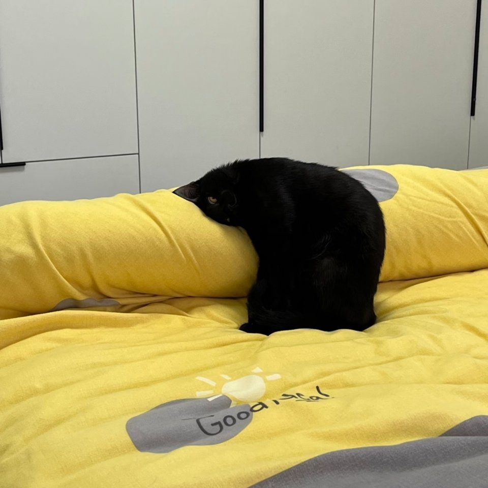 这不是一块毛毯，这是一块猫毯 