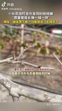 伪装的太真实了，差点没看出来！10月17日，广东湛江，一男子修剪葡萄枝时，意外发