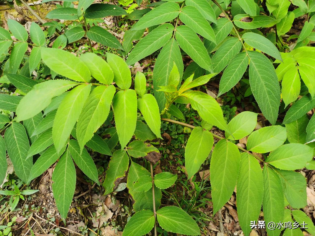 生活中的常见的“中草药”有哪些第一个接骨木，第二个七叶莲，第三个是啥你们认识吗？