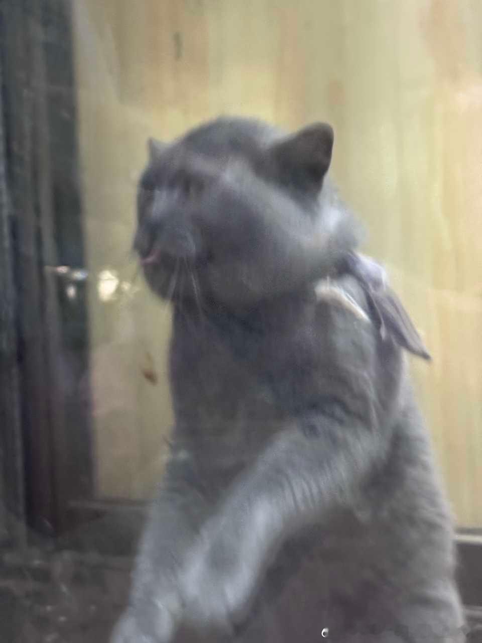 49887【丑猫】我就放两张图在这然后什么都不说 