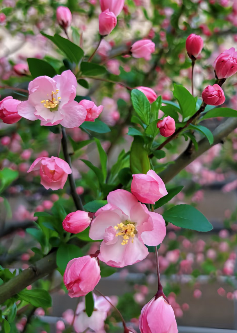 一树一树的花开春天来了粉的、白的……像是打翻了调色盘美得让人心醉 
