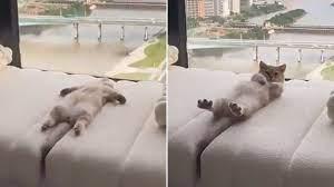 推特上一个分享可爱猫咪的帐号poco3118分享，一只短毛猫悠闲的躺在自家的沙发