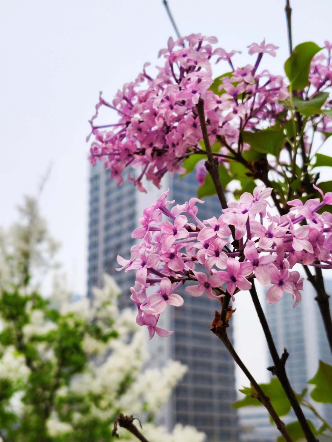 悄然绽放的丁香花！济南中央商务区绸带公园，位于万象城的东侧，南北通透，如同一条飘