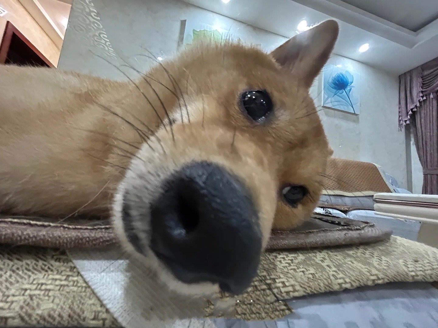照镜子 ​​​