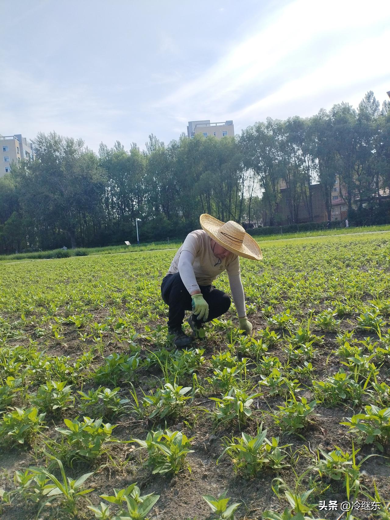 净花园
鲜花野草共芳丛，
嫩蕊受侵岂安宁。
幸得农人伸援手，
请续句……
（他日