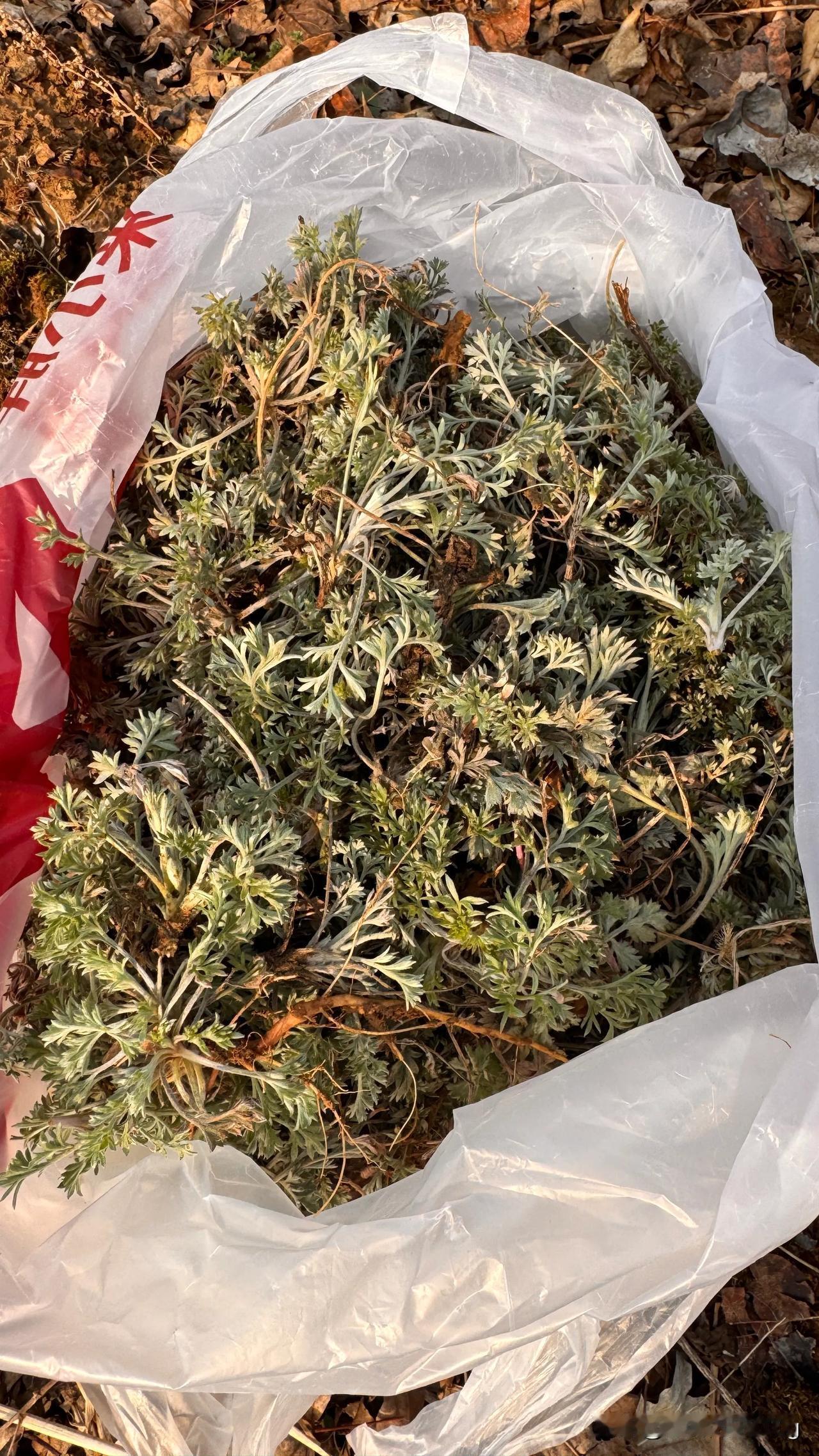 今天在郑州西站坐507路公交车去荥阳新郑交界的丹风山薅白蒿，没想到山上会有那么多