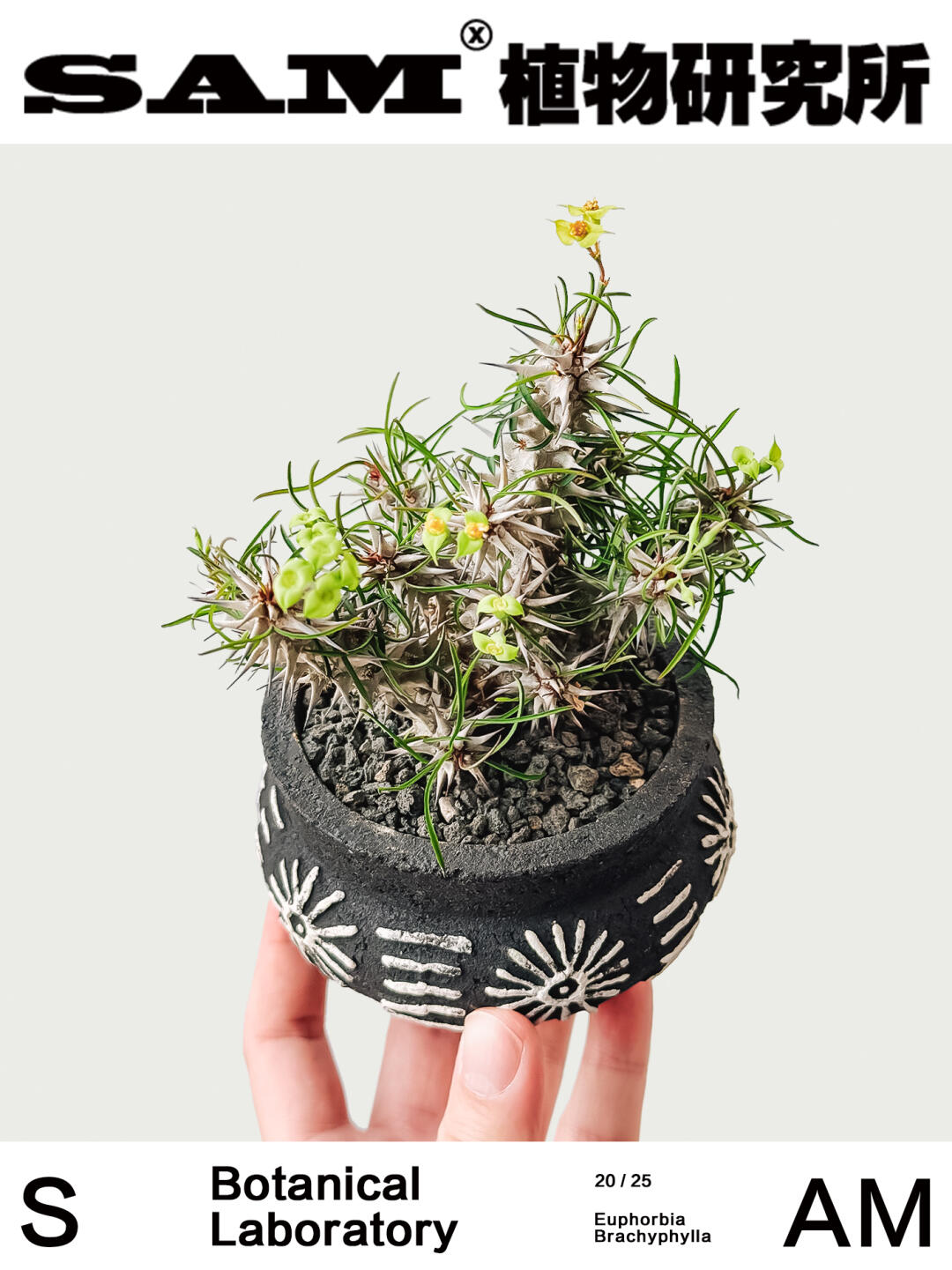 白骨刺大戟｜Euphorbia Brachyphylla