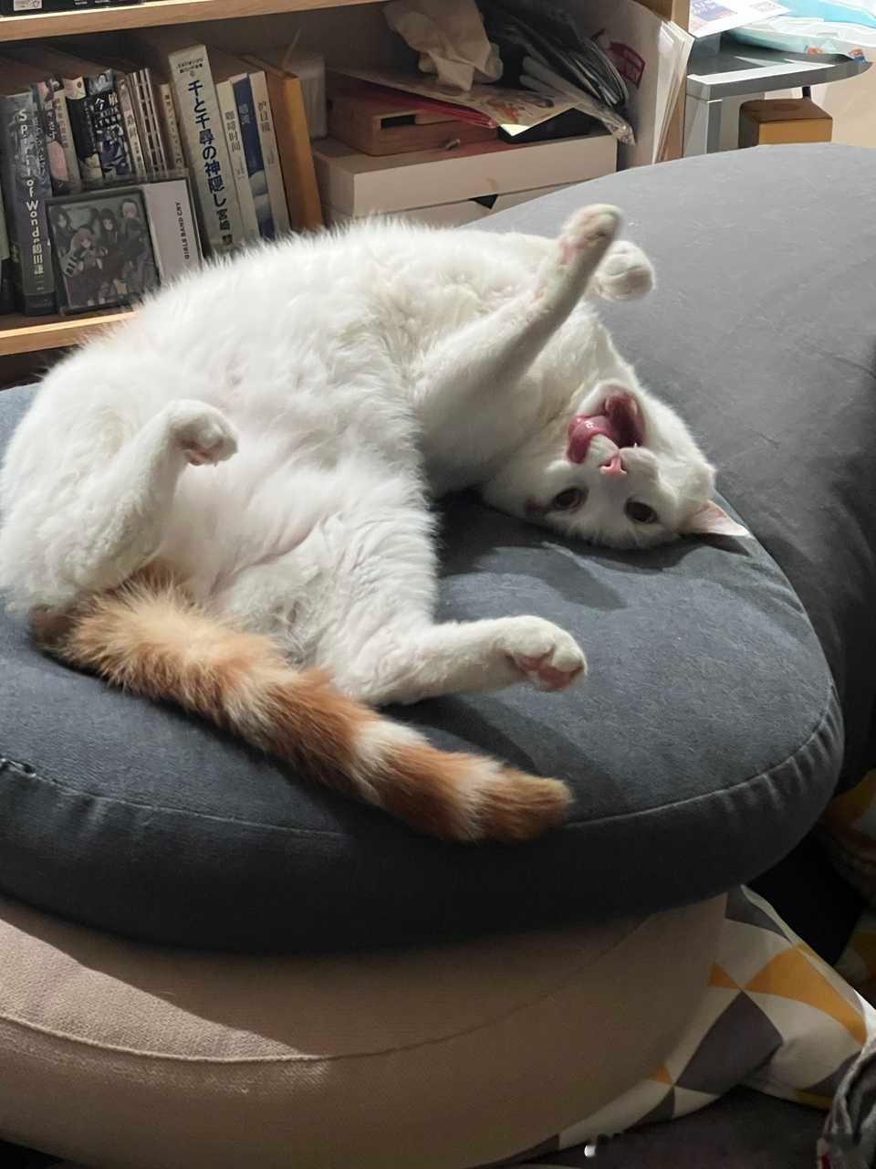 49573【丑猫】销魂睡姿 