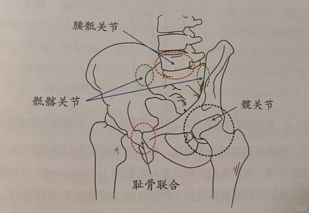 今日学习分享:骨盆的功能