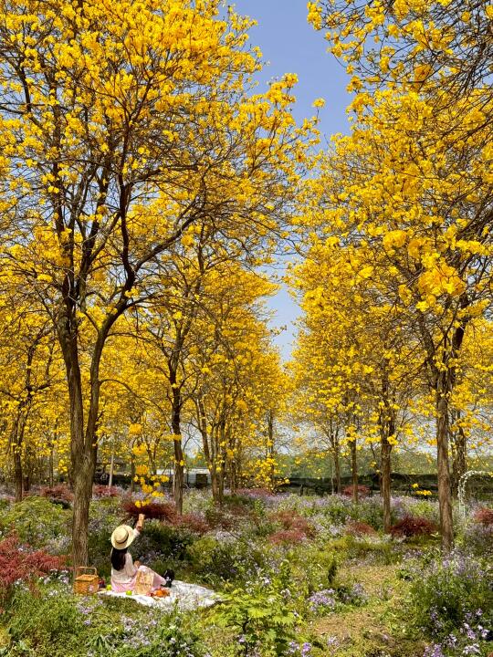 在成都！油画般的金色花海野餐🧺.....美哭了
