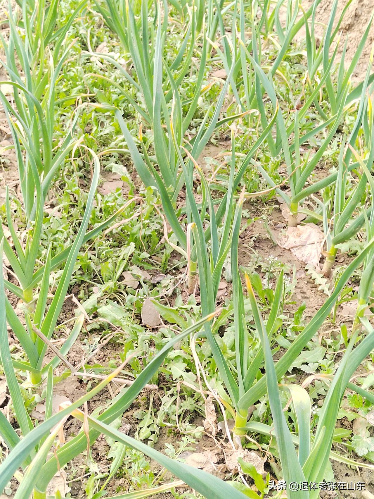 羡慕不羡慕？我的庭院里就有不少喜人的荠菜！
你们满地里去戏荠菜吃，我在家里随时就