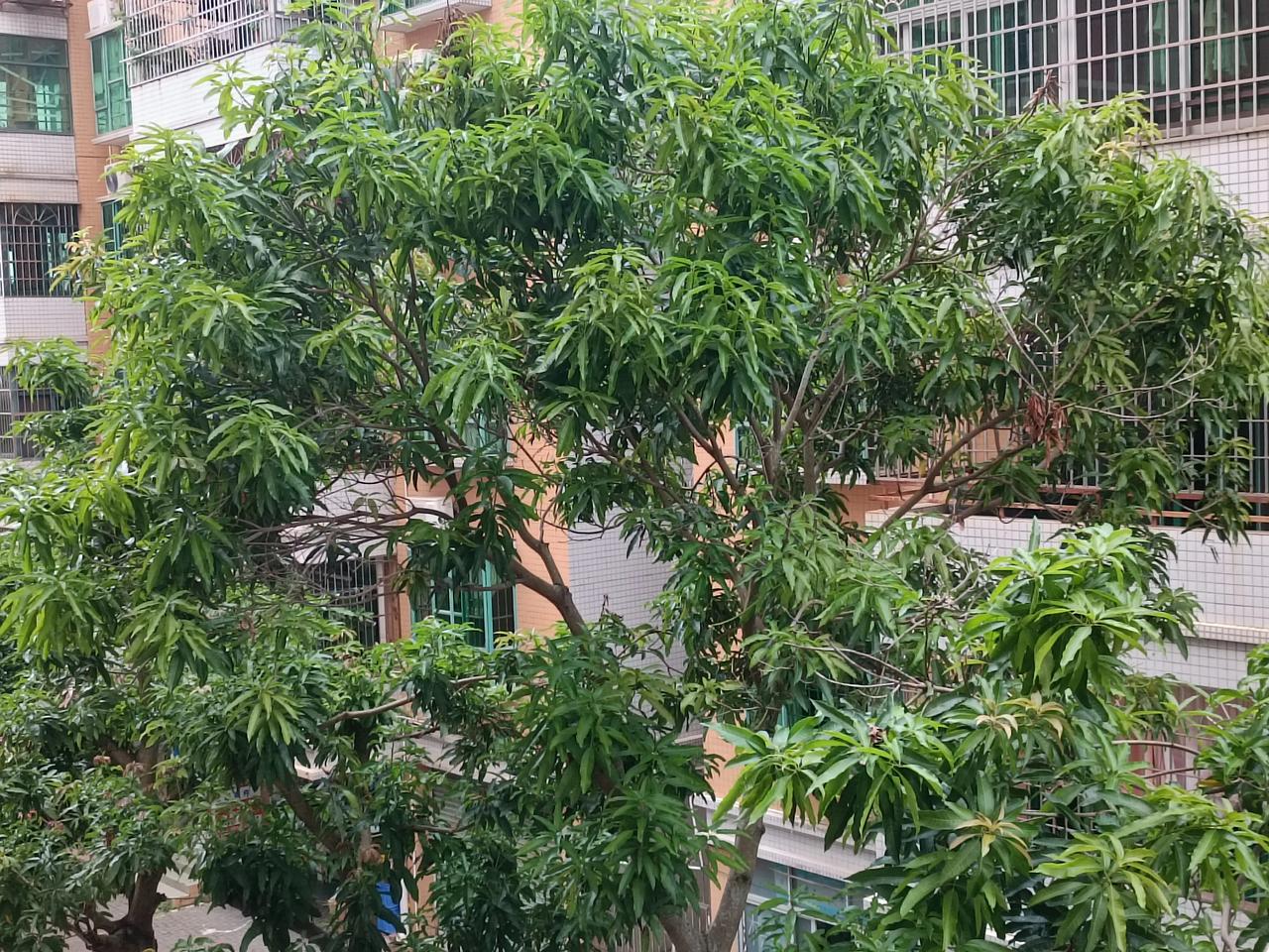 今天天气晴朗
阳光明媚
有点热
现在晚上不那么热了
静静坐在阳台上
微微夏风
很