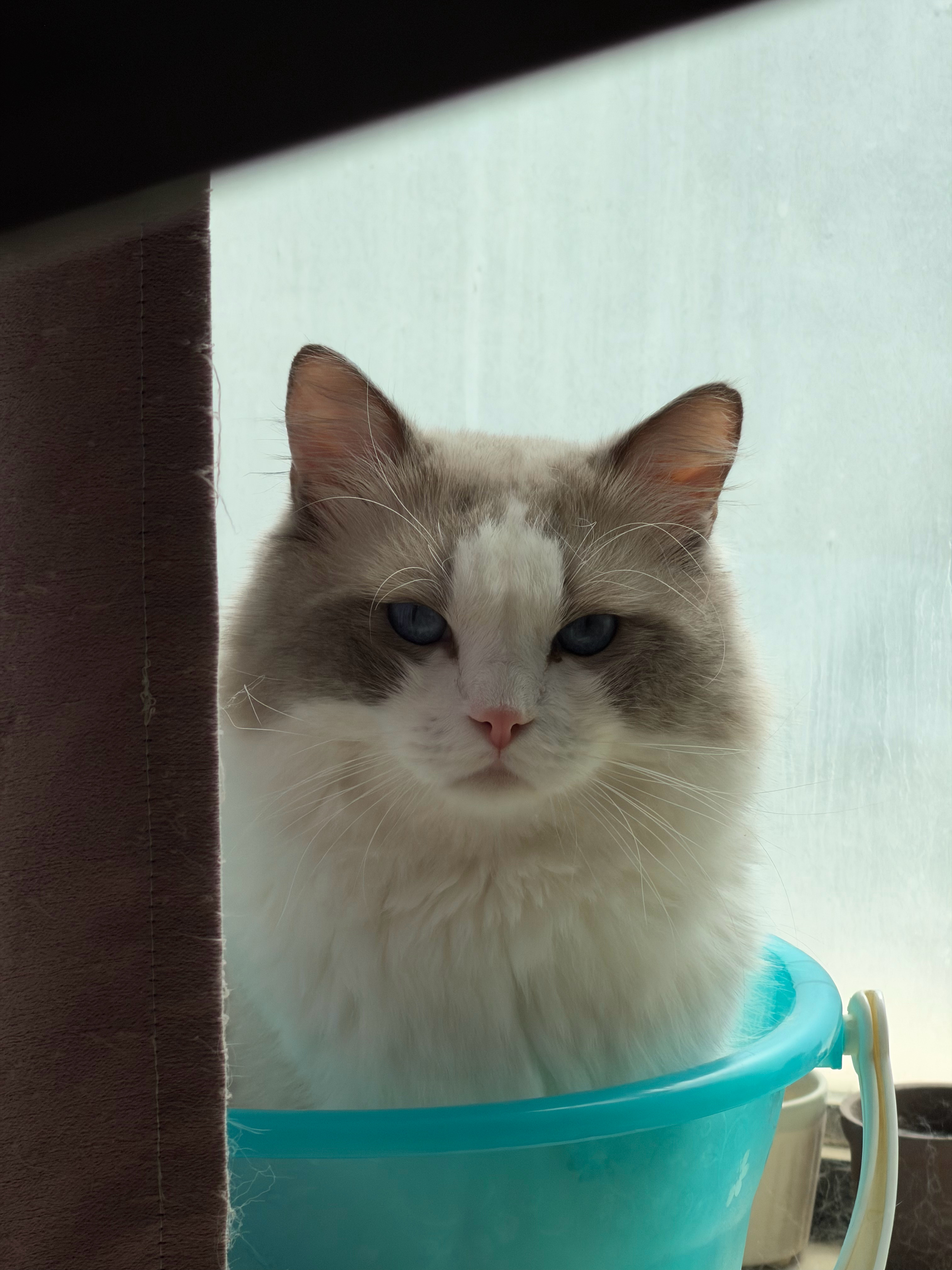 好久没有晒猫了，给 Siri 三连拍[喵喵] ​​​