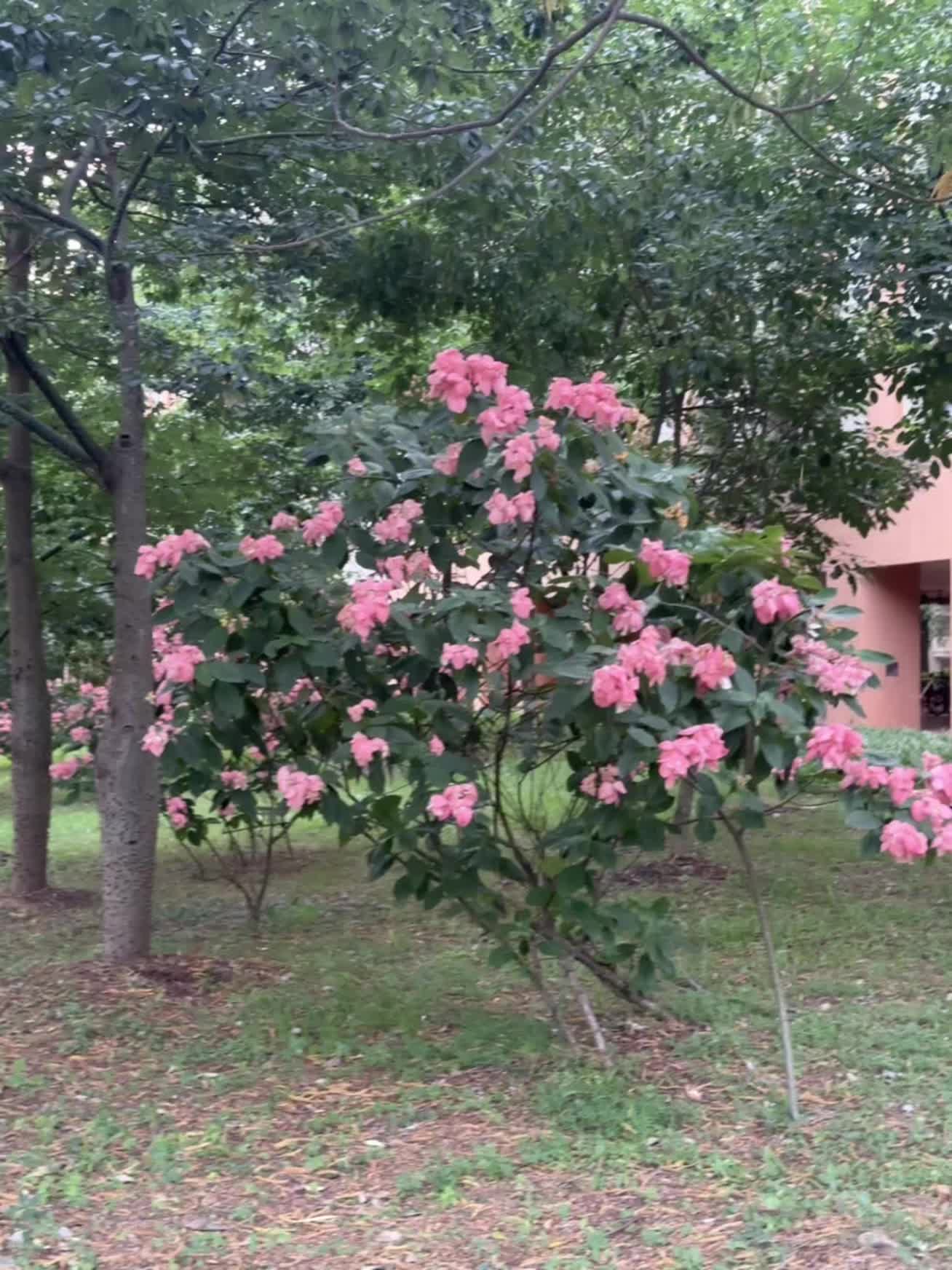 上学有没有卡颜局 把我卡出去