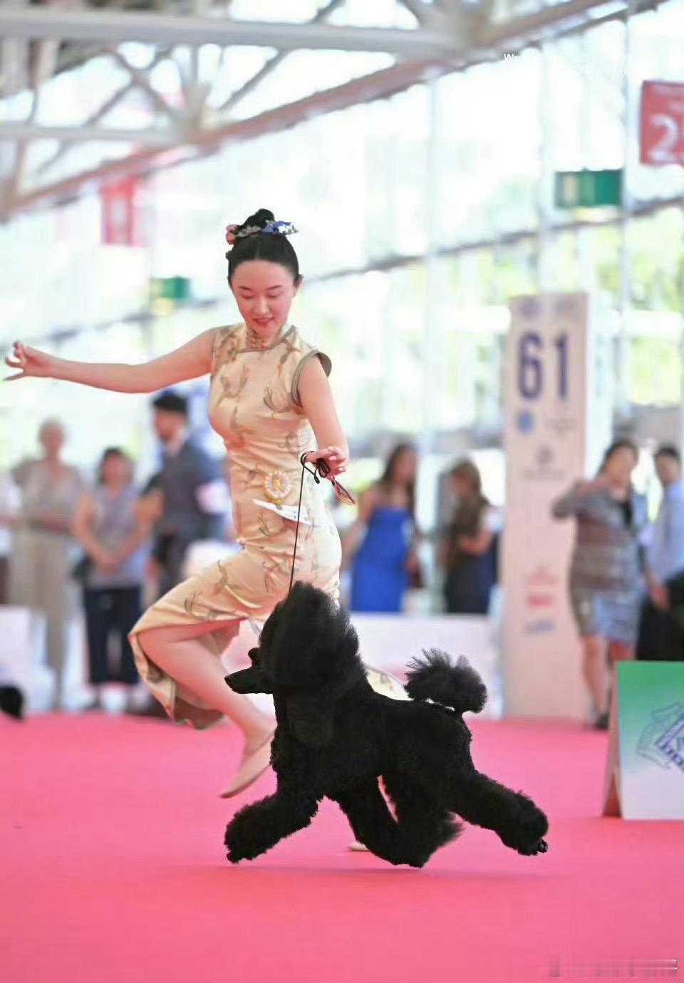 从赛犬到珍稀鹦鹉接连夺冠，极致用心的驯养与陪伴，让每只小动物都闪闪发光霍思燕养什