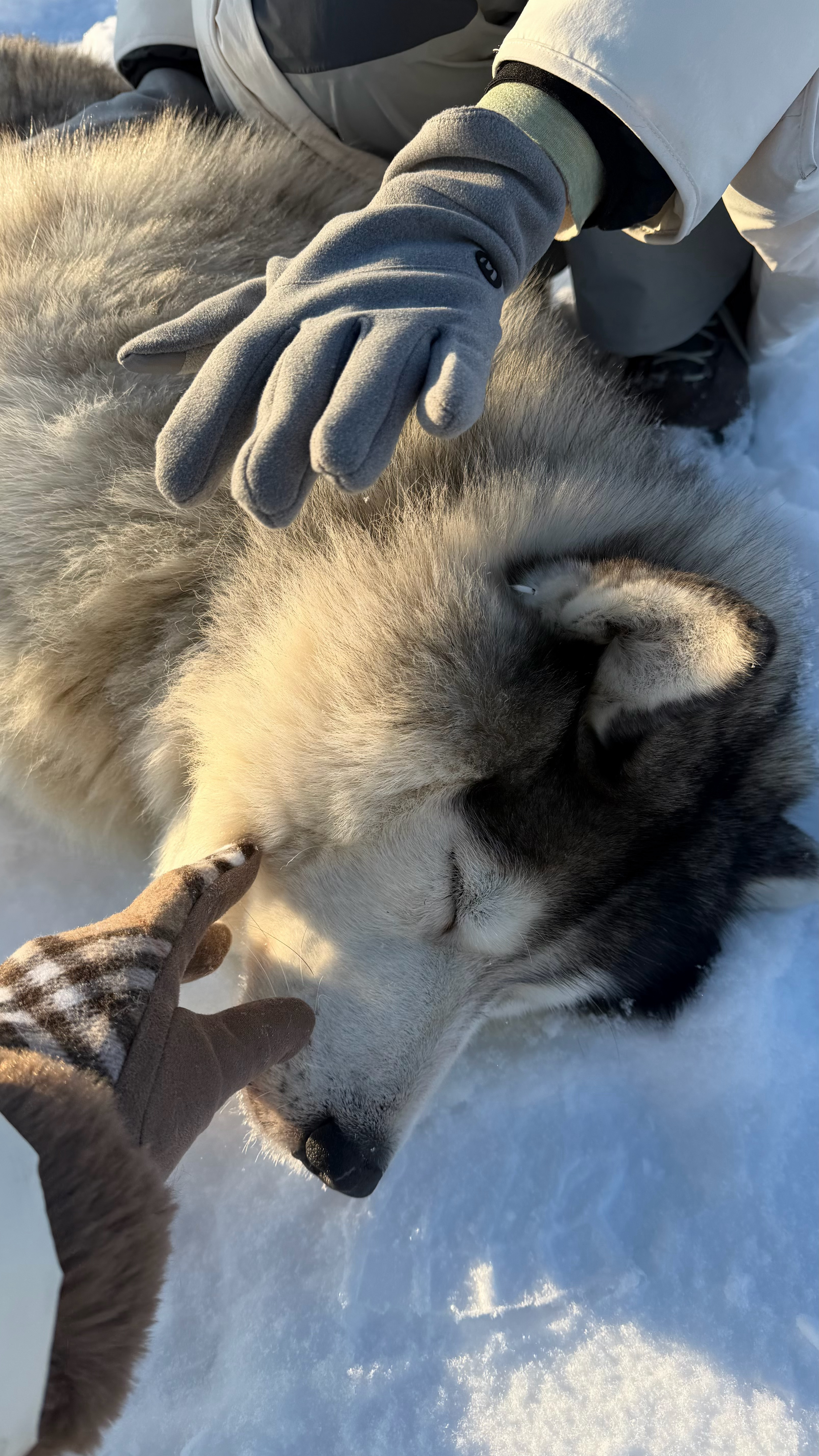 目睹了北冰洋的壮阔🌊心情好了 自然一切都会顺遂 