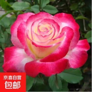 速度慢
不准时
靠垄断经营
不是市场行为
很少用
但法院要求只能用
没办法