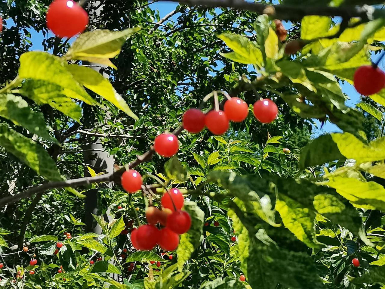 晒图笔记大赛崂山北宅的樱桃在青岛市几乎家喻户晓。每年这个时候，大批的市民或自驾或