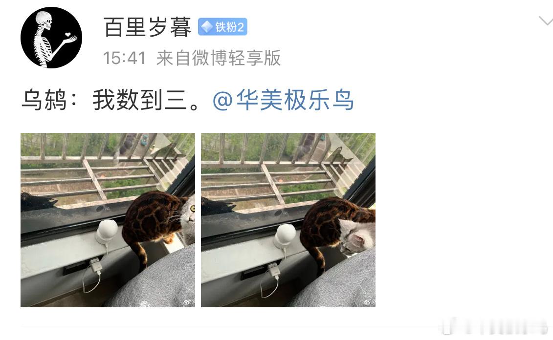 #鸟粉投稿# ？？？跟繁殖期的乌鸫做邻居 家里还有两只猫🙊你猜乌鸫在想啥[开学