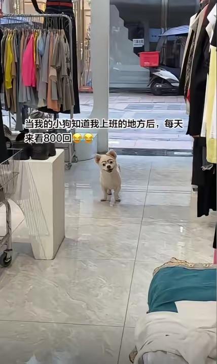 狗走了两公里，就为了看一眼上班的主人！

刷到一条视频，差点没把我眼泪看下来。