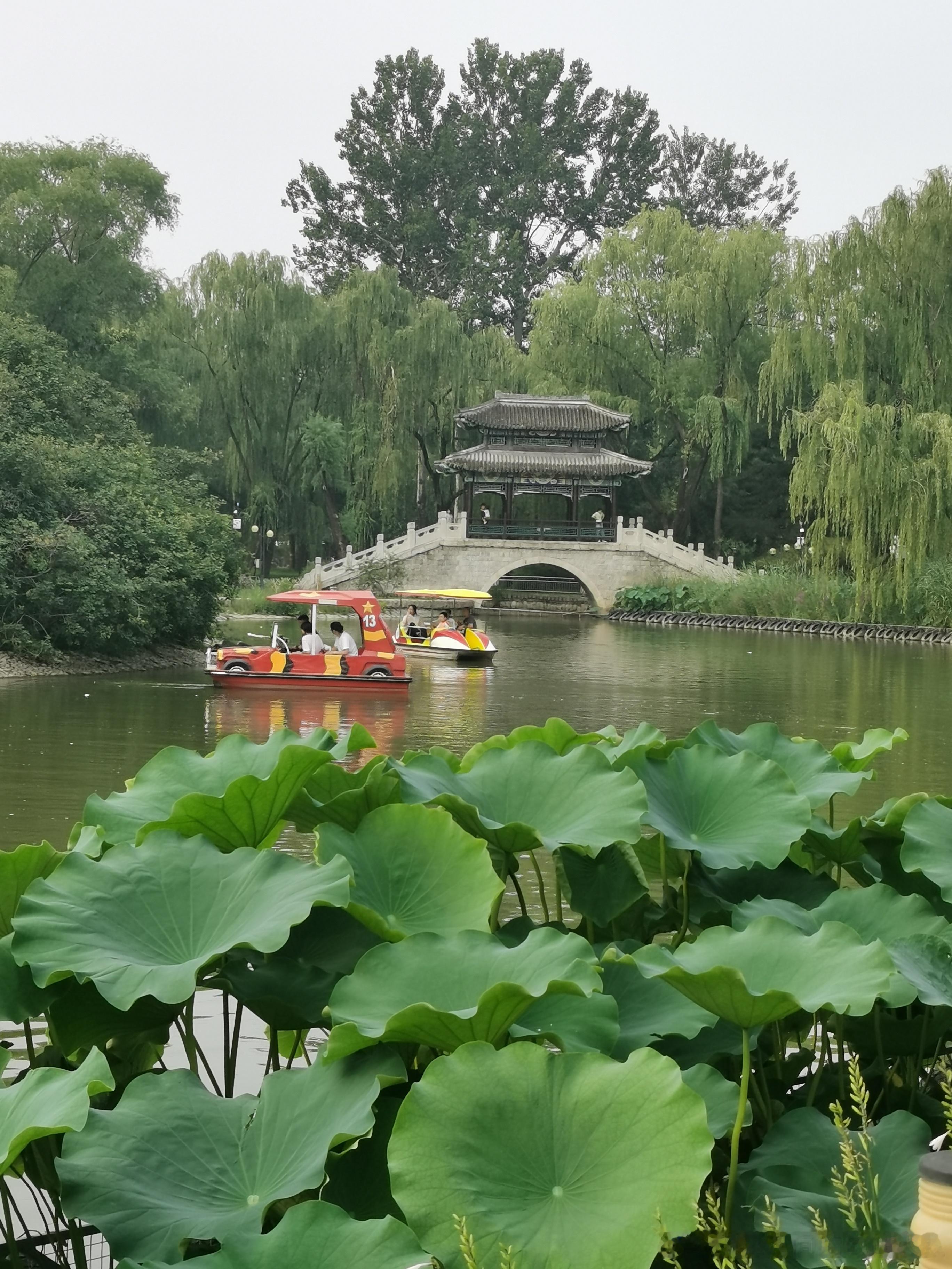 北京顺义公园的夏日  摄影​​​