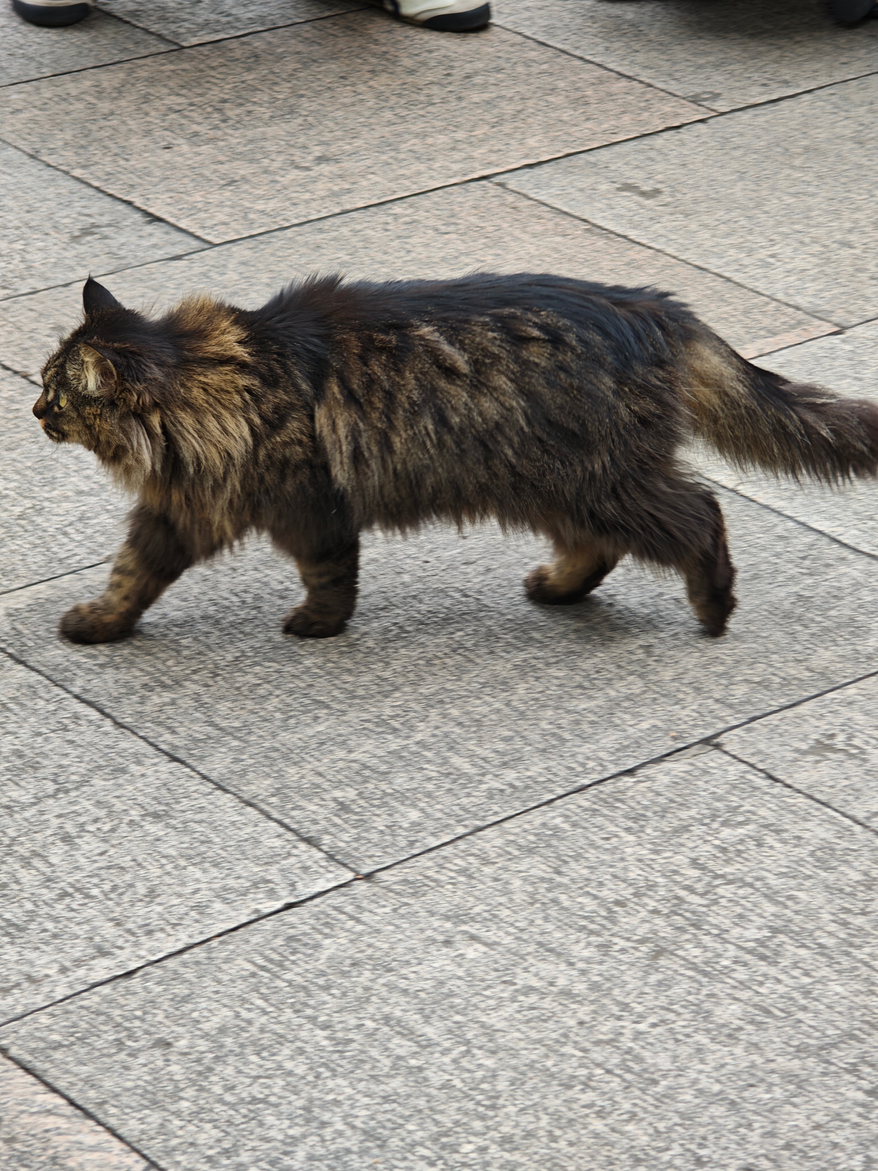 西园寺猫咪🐱：看我霸气登场