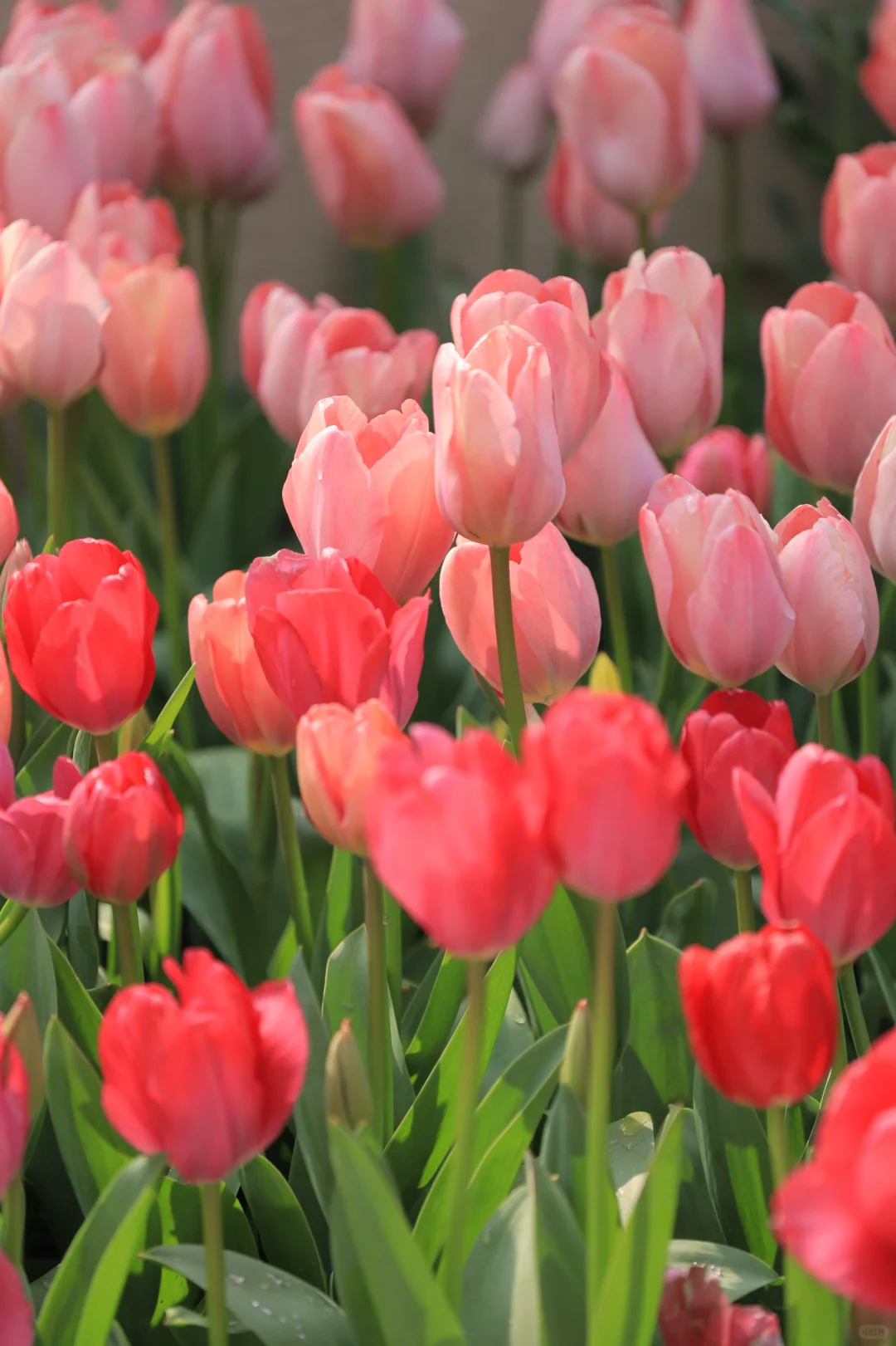 武汉的第一波春天❗️中山公园郁金香🌷开好了