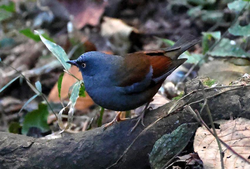偶遇岩鹨！
在腾冲红木村拍黄腰响蜜䴕时，偶然遇到了这只栗背岩鹨，一下子就加新了！
