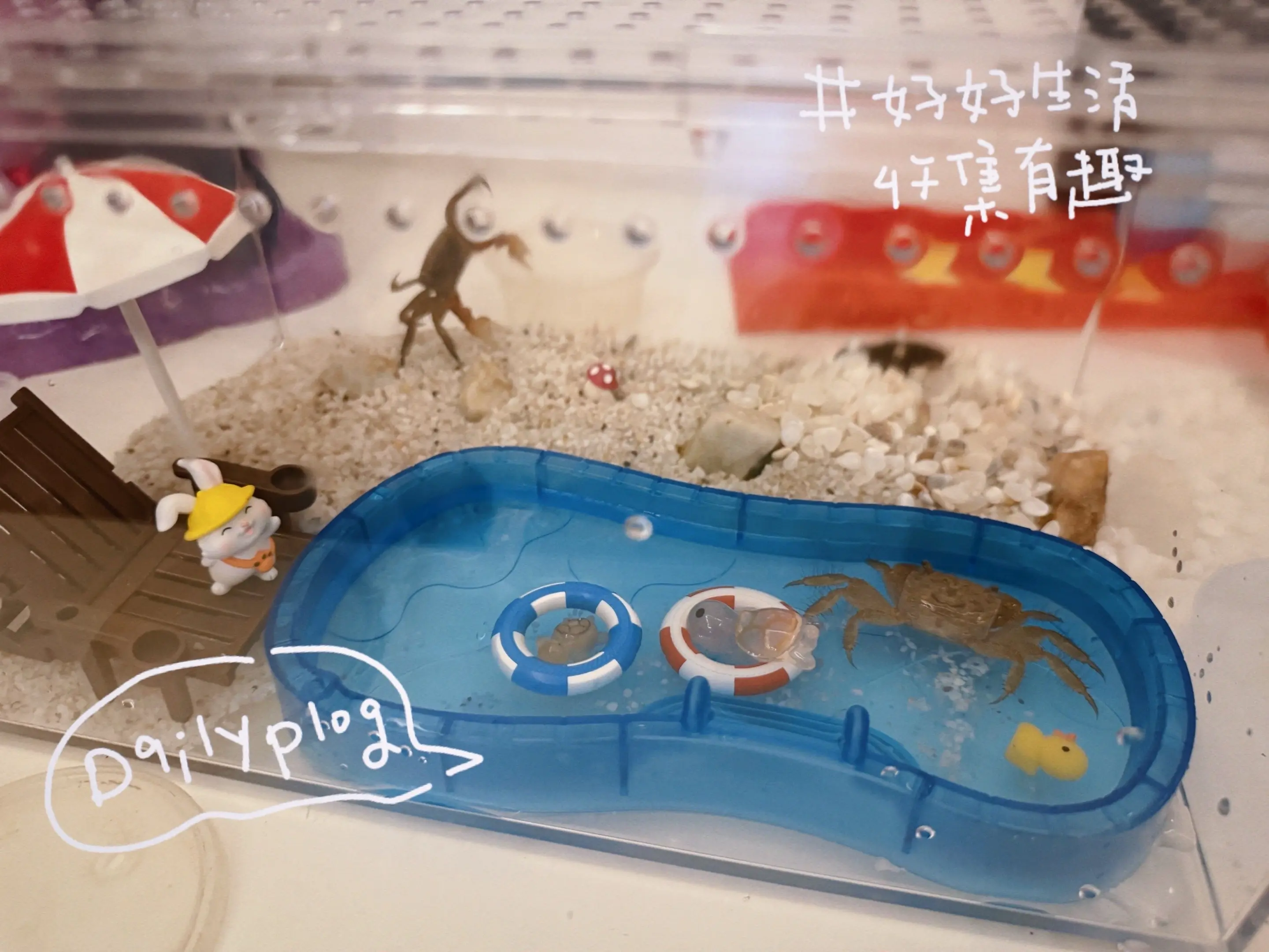 新宠小朋友的快乐很简单❤️“有你🦀小确幸”🤭