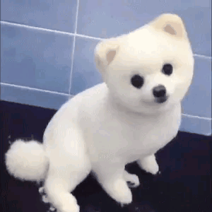 上海相亲角心眼最多的嘉宾出现了 年味越浓，回家的幸福感里就越掺着点小“压力”～爸