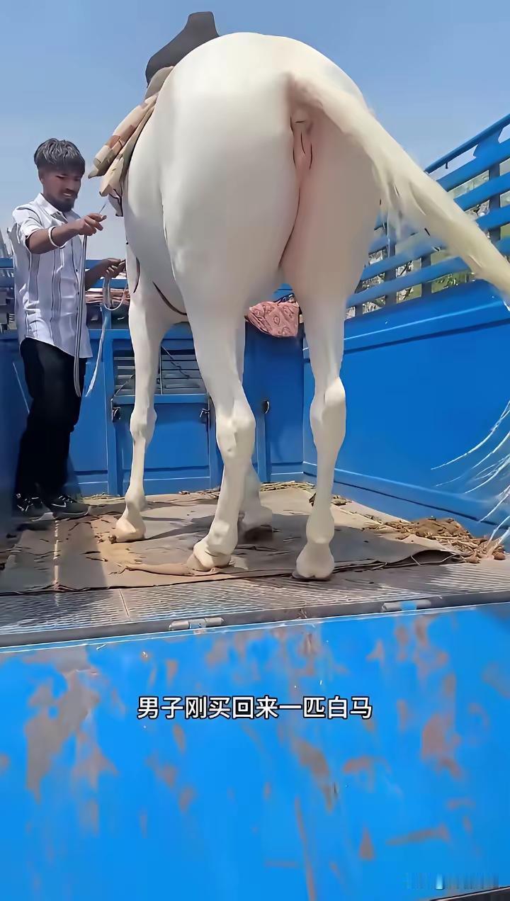 可怜的白龙马，
去了印度，
阿弥陀佛，
上帝保佑它吧[捂脸]