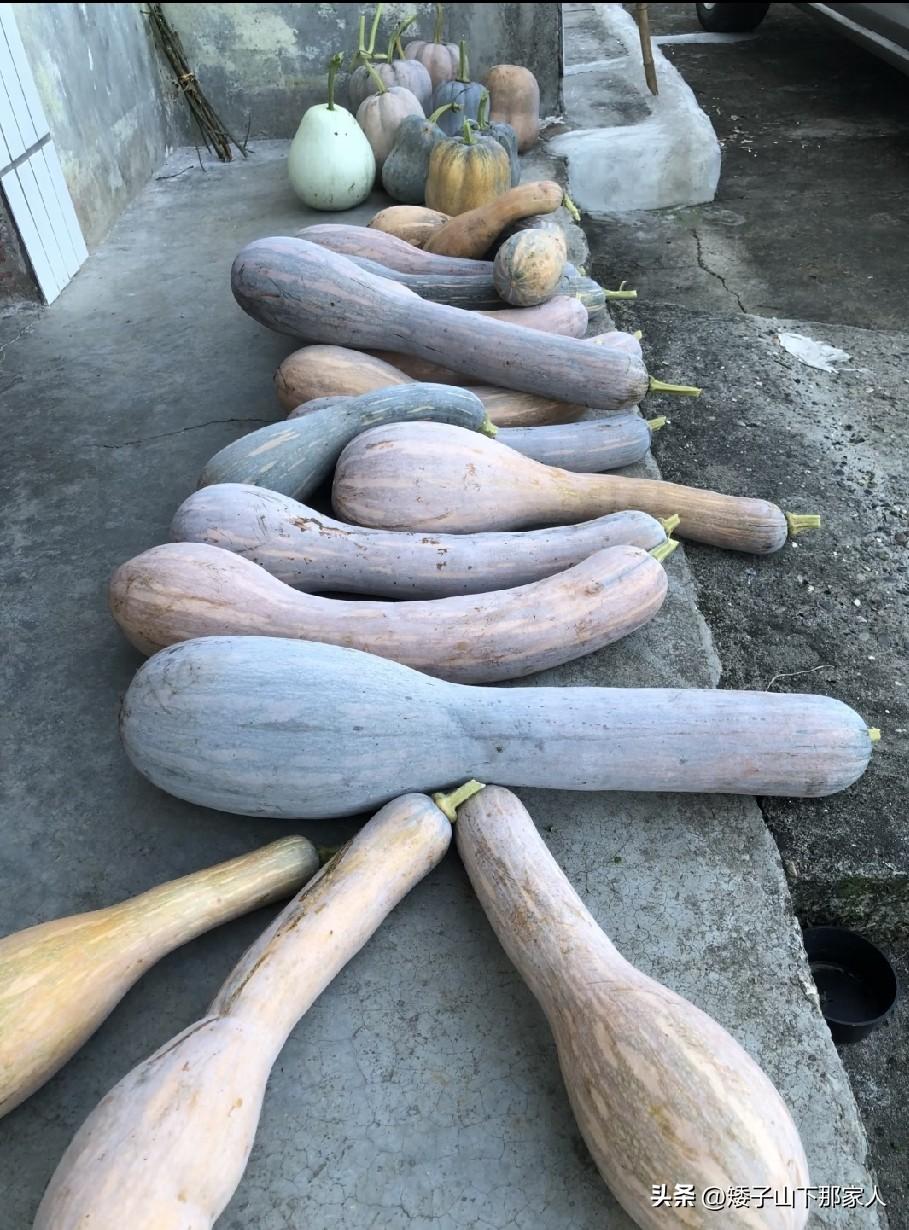 就喜欢这种长尾巴南瓜，给人高富帅的感觉