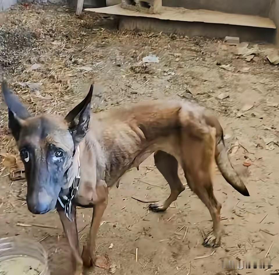洪水相隔十天仍踏险归来，这只马犬上演现实版忠犬八公
 
广西一只马犬被洪水冲走失