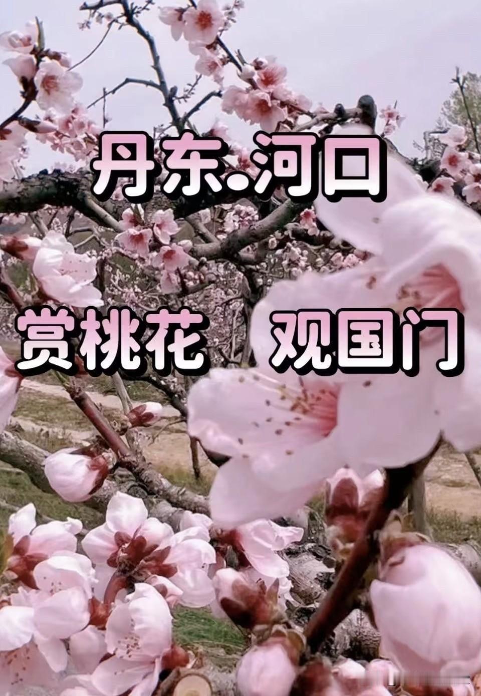《中朝边境/十里嫣红》
丹东河口桃花开
中朝边境景入怀
一江碧水映春色
十里嫣红