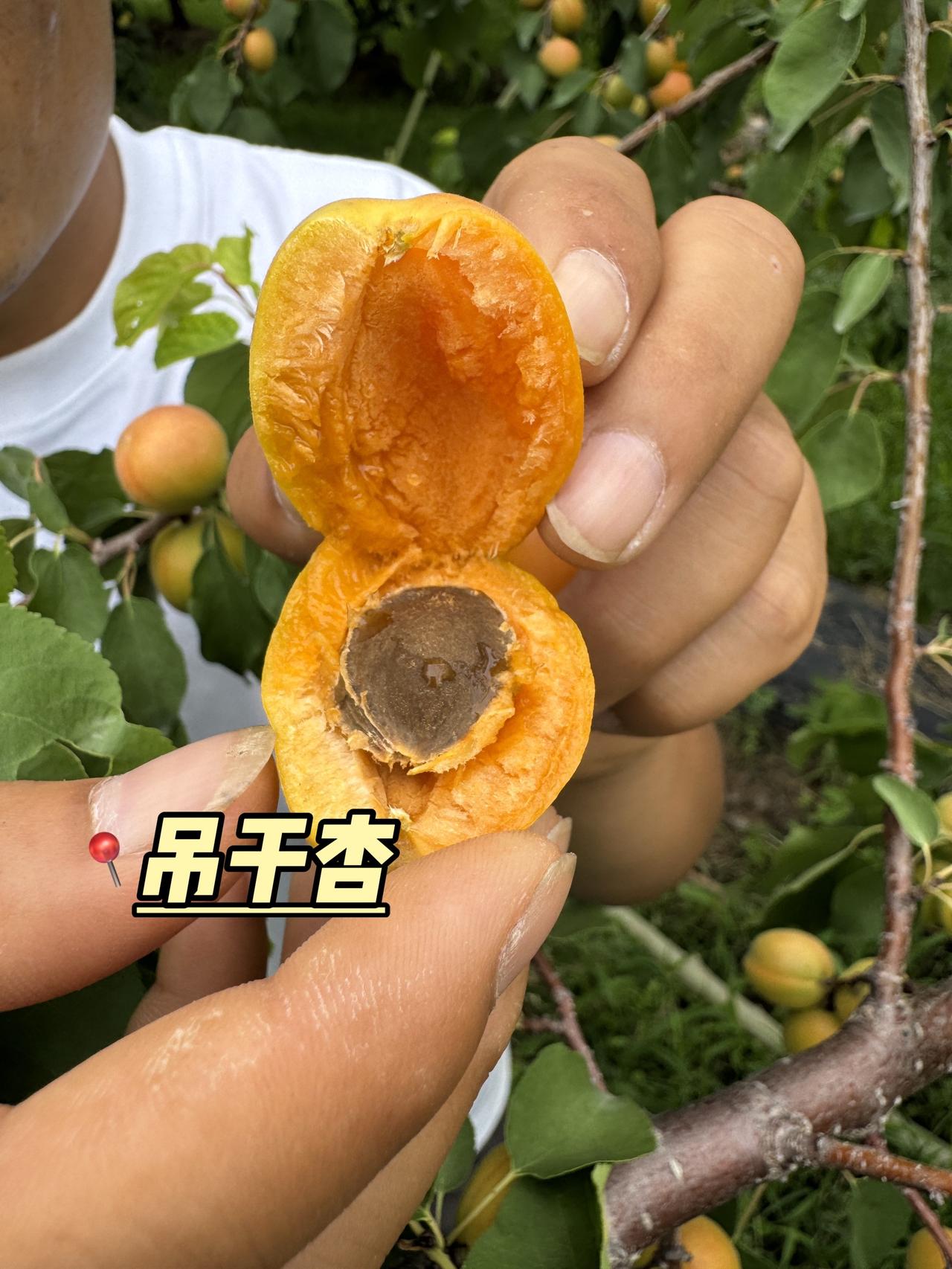 哈哈😄又有意外收获，巨好吃的吊干杏不用去新疆也能吃到啦优质农产品 硕果累累