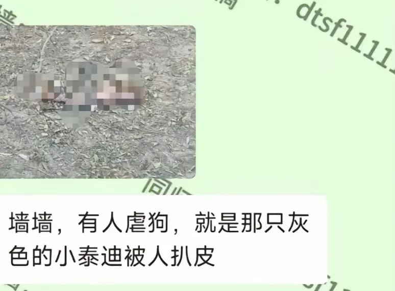 两只流浪狗自相残杀，现场极其惨烈悲壮，其中，棕色卷毛犬在争斗中不幸死亡，竟然引起