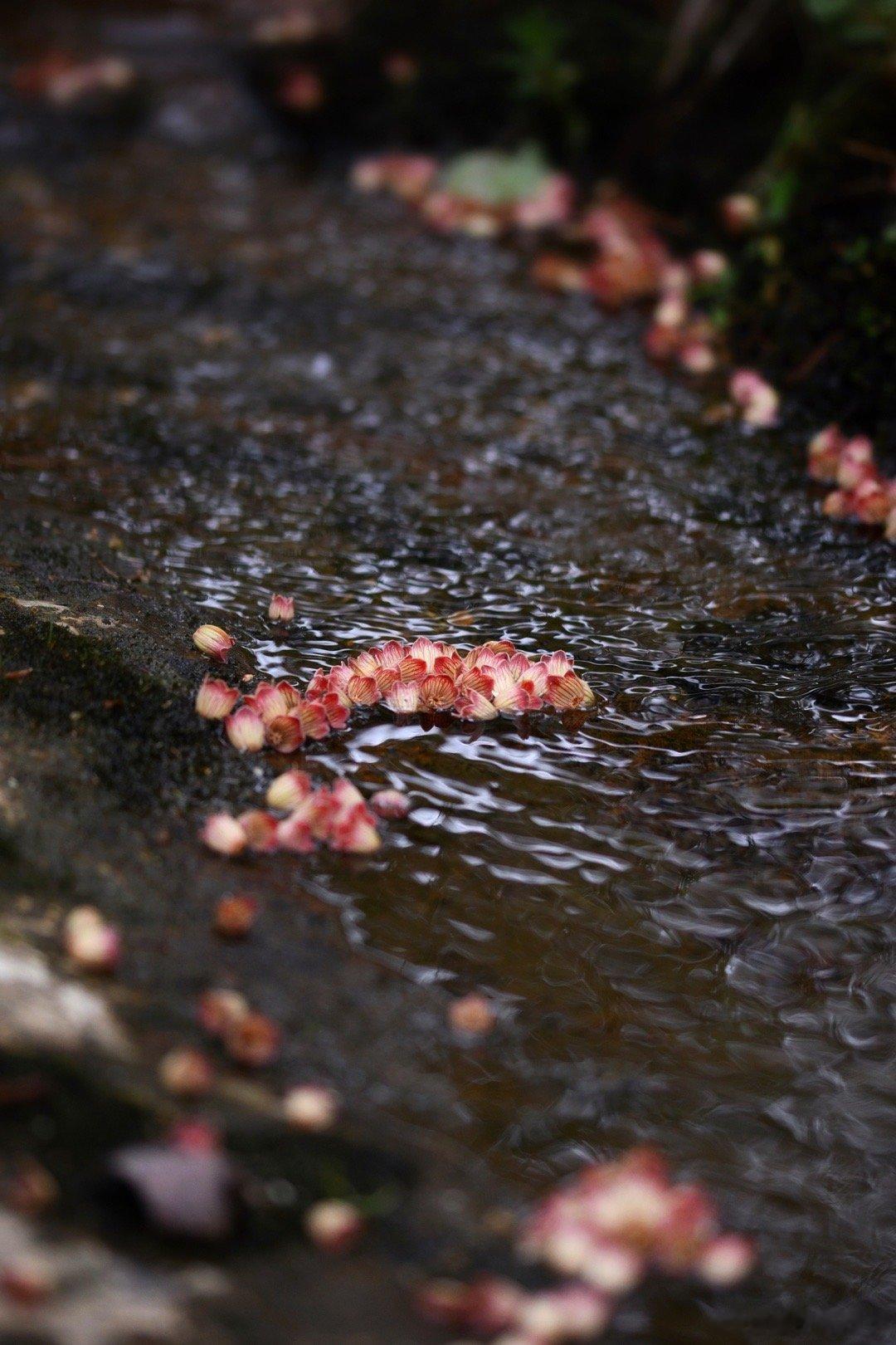 灯笼树/杜鹃花科吊钟花属，6月3号，浙江临安，百丈岭，海拔约1400米。  ​​