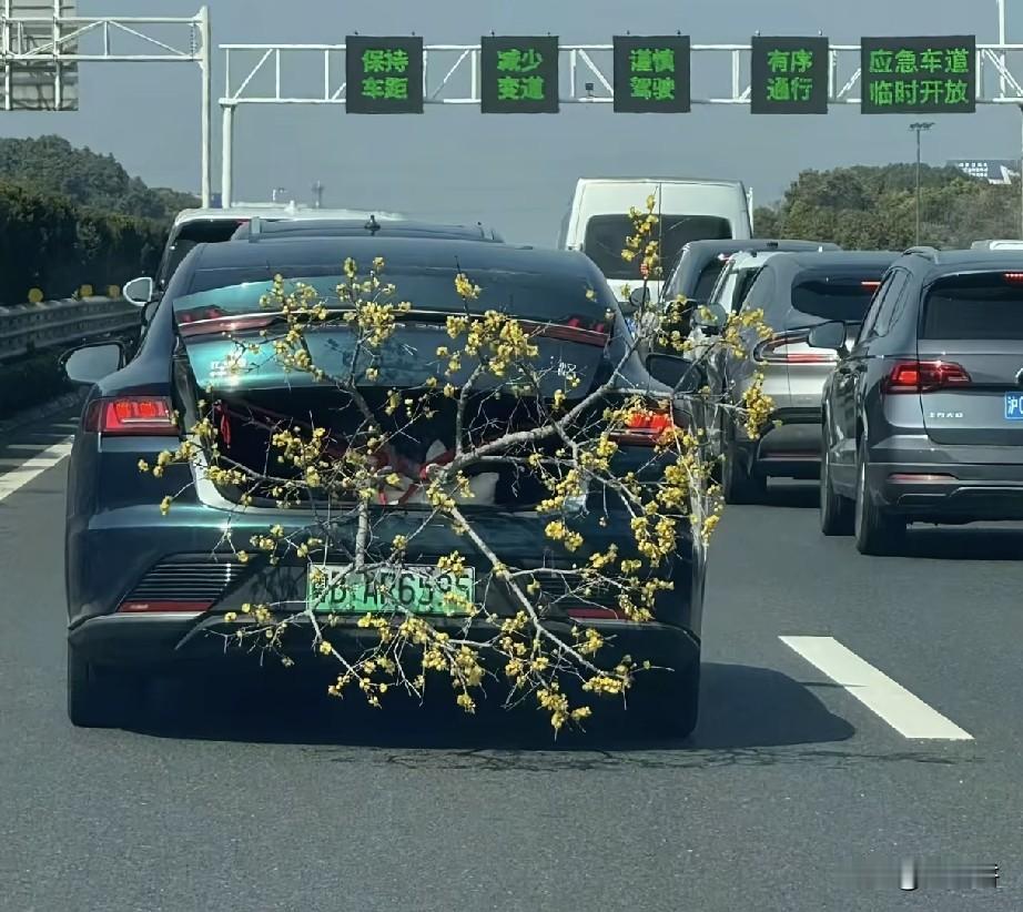带鸡带鸭能吃好理解，
想问下这位司机带树这是要干嘛？