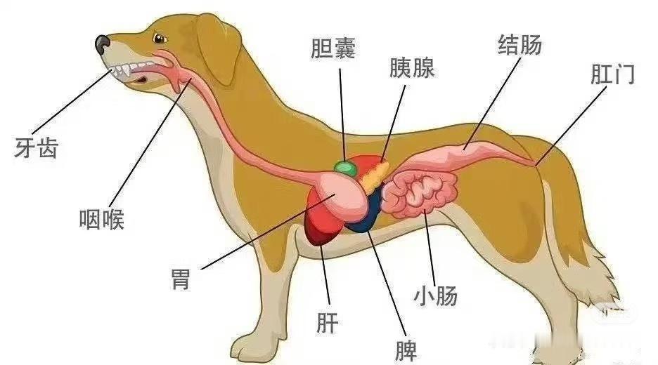 猫咪狗狗饮食如何精准调整？上回说到：绝不能喂撑、不嚼直接吞的食物绝不能喂、如果实
