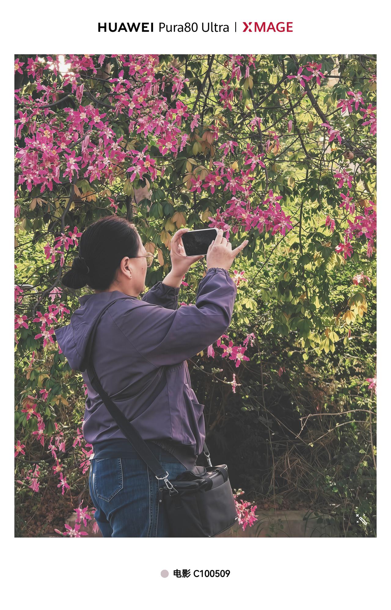 Pura80ultra一镜双目，十倍定焦，拍木棉花的大姐，身穿紫色衣服，蓝色牛仔