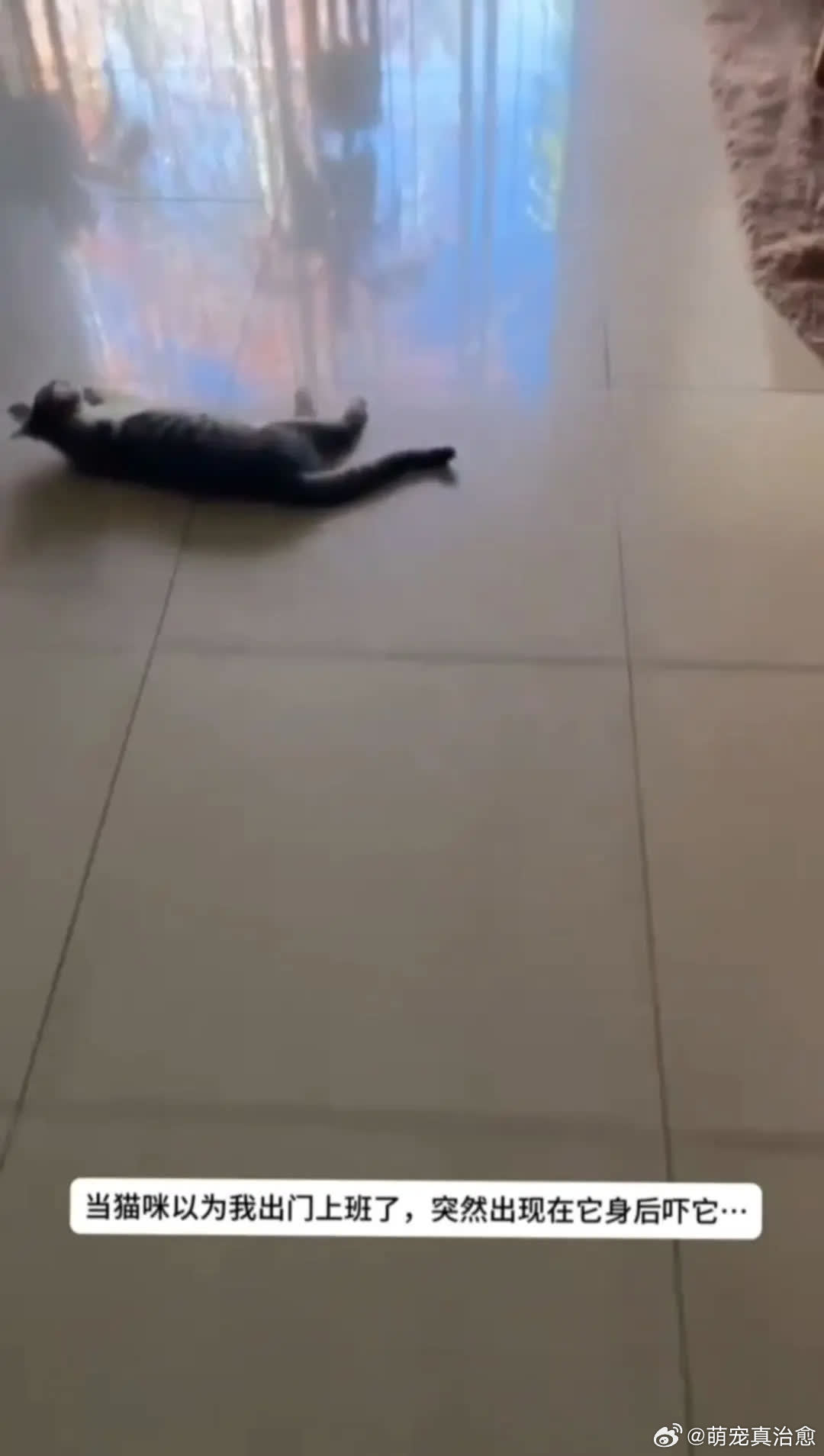 咋还要攻击我？😂萌宠宠物