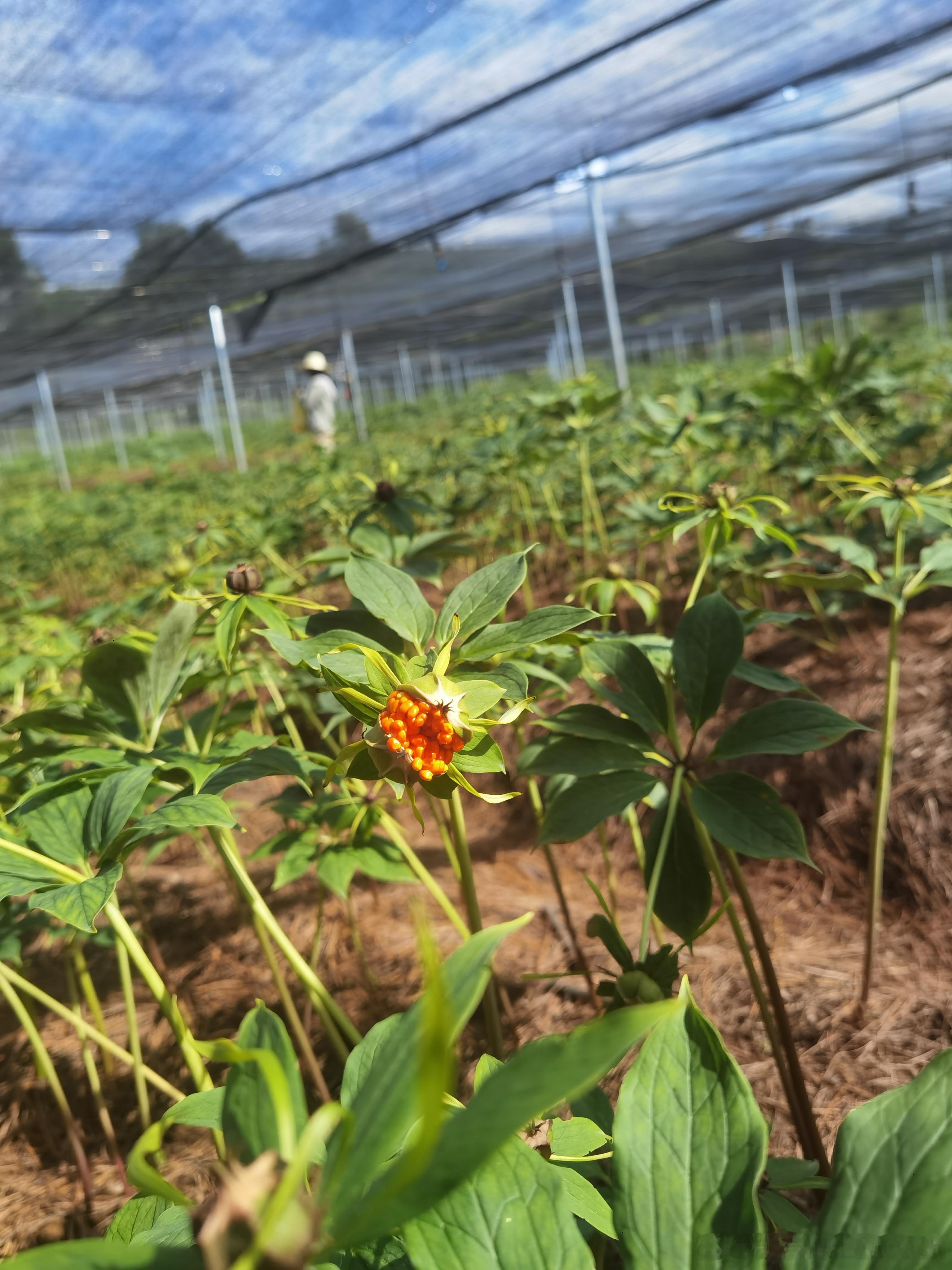 猜植物啦[喵喵] ​​​