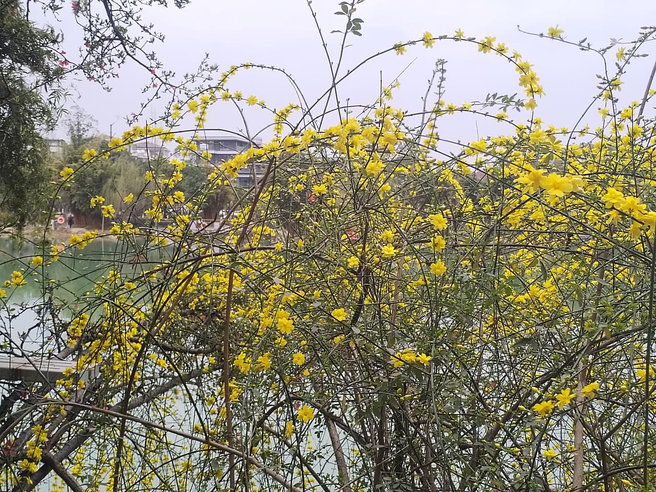 今天是大年十一，春光明媚，艳阳高照。怀着愉悦的心情，打卡绵阳园艺山，逛一逛美丽的