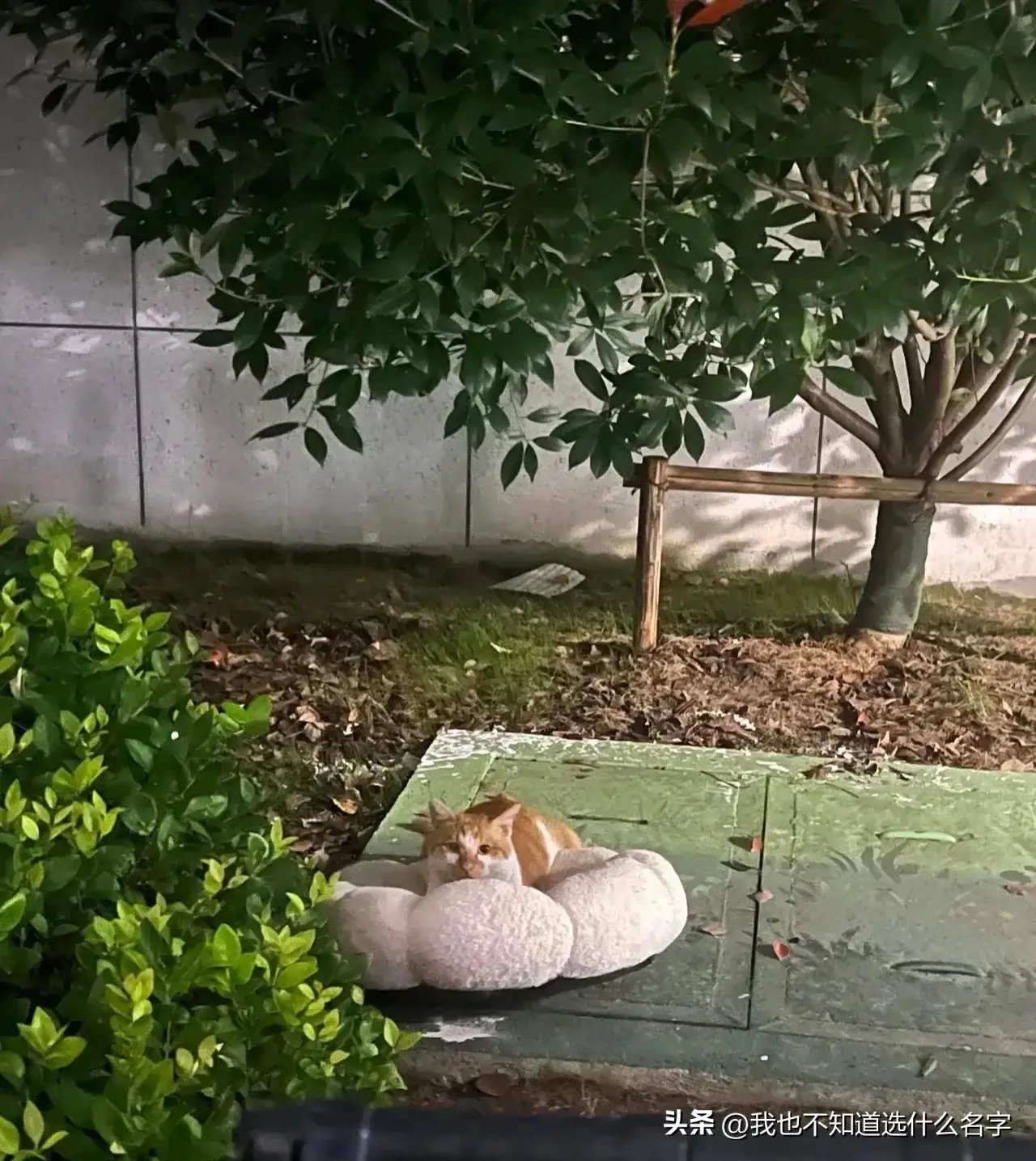 别人不要的，它却当个宝晚上下楼扔垃圾，这个场景看哭了，别人家里猫咪不要的扔出来，