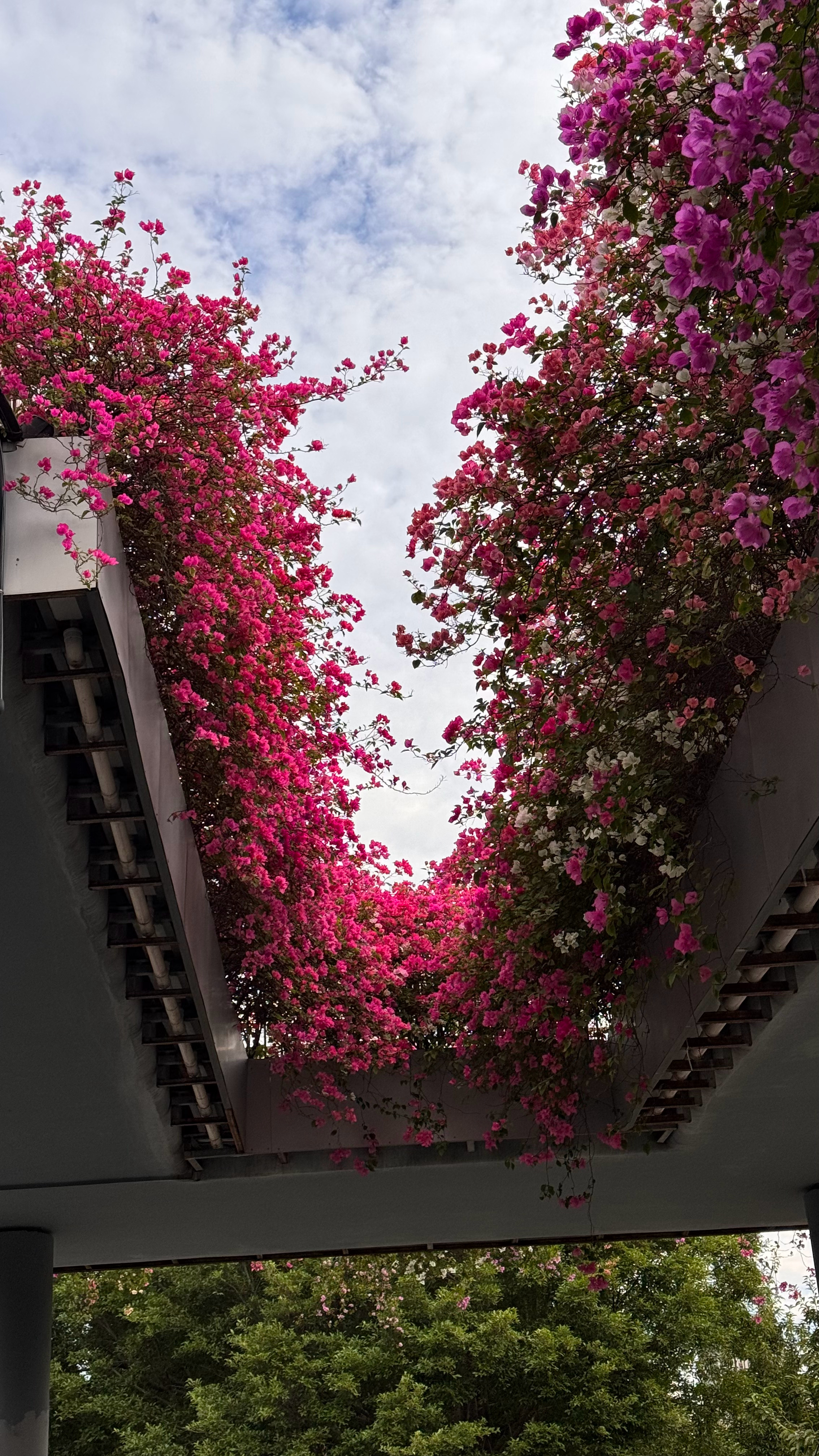 听说北方下雪了？！羡慕哭了！也给你们看看厦门的冬天吧，下三角梅也很美，我不说谁知