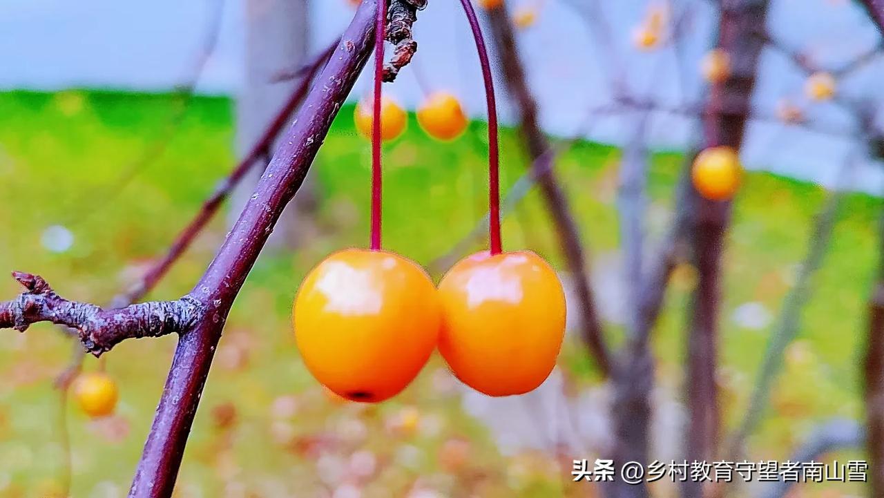 #秋日生活打卡季#秋日私语（五十九）
（手机拍摄：Angela，原创图片，使用请
