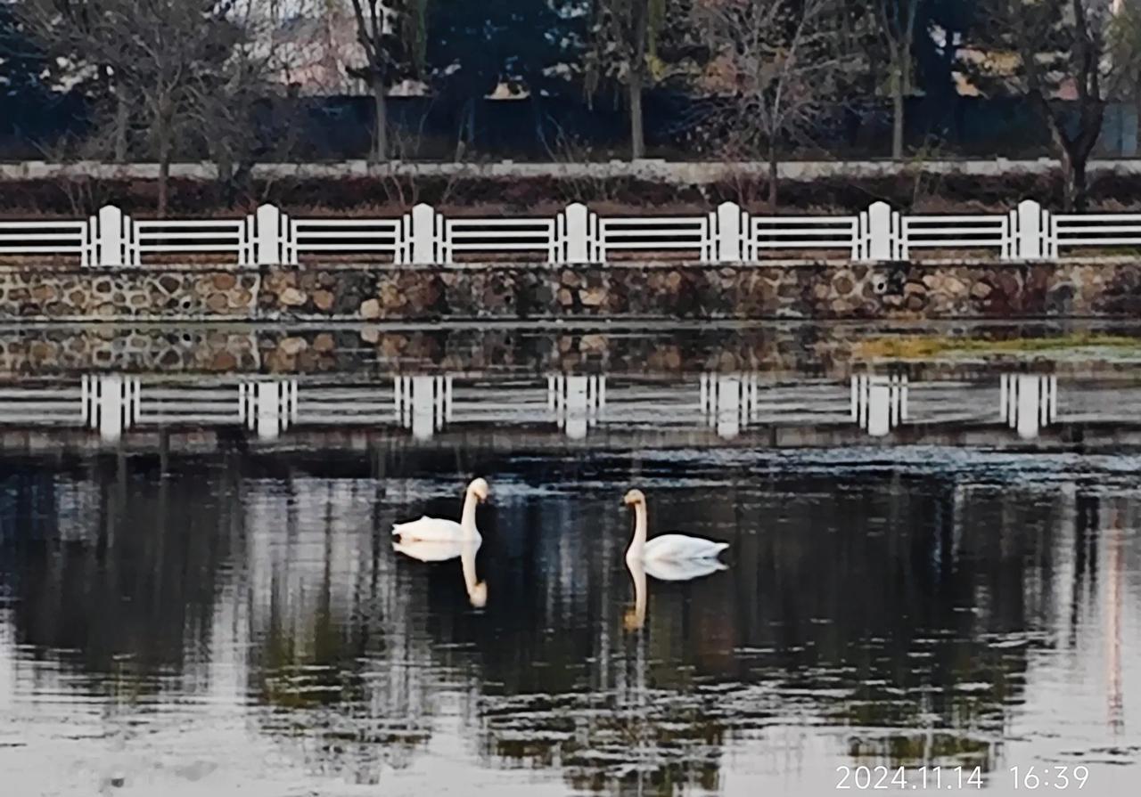 昨日傍晚打卡清水河，一轮明月挂在东边佛山的天际上，数十只白天鹅有的在觅食，有的在