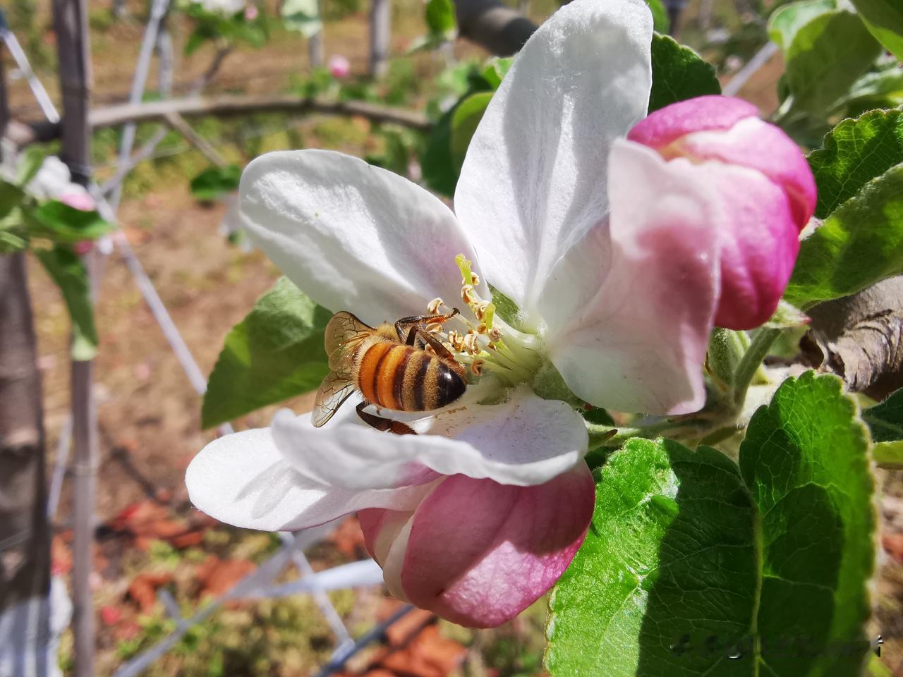 以承租方式接手村合作社苹果园能不能发财？
北部丘陵山地果园，国资果企投建，村合作
