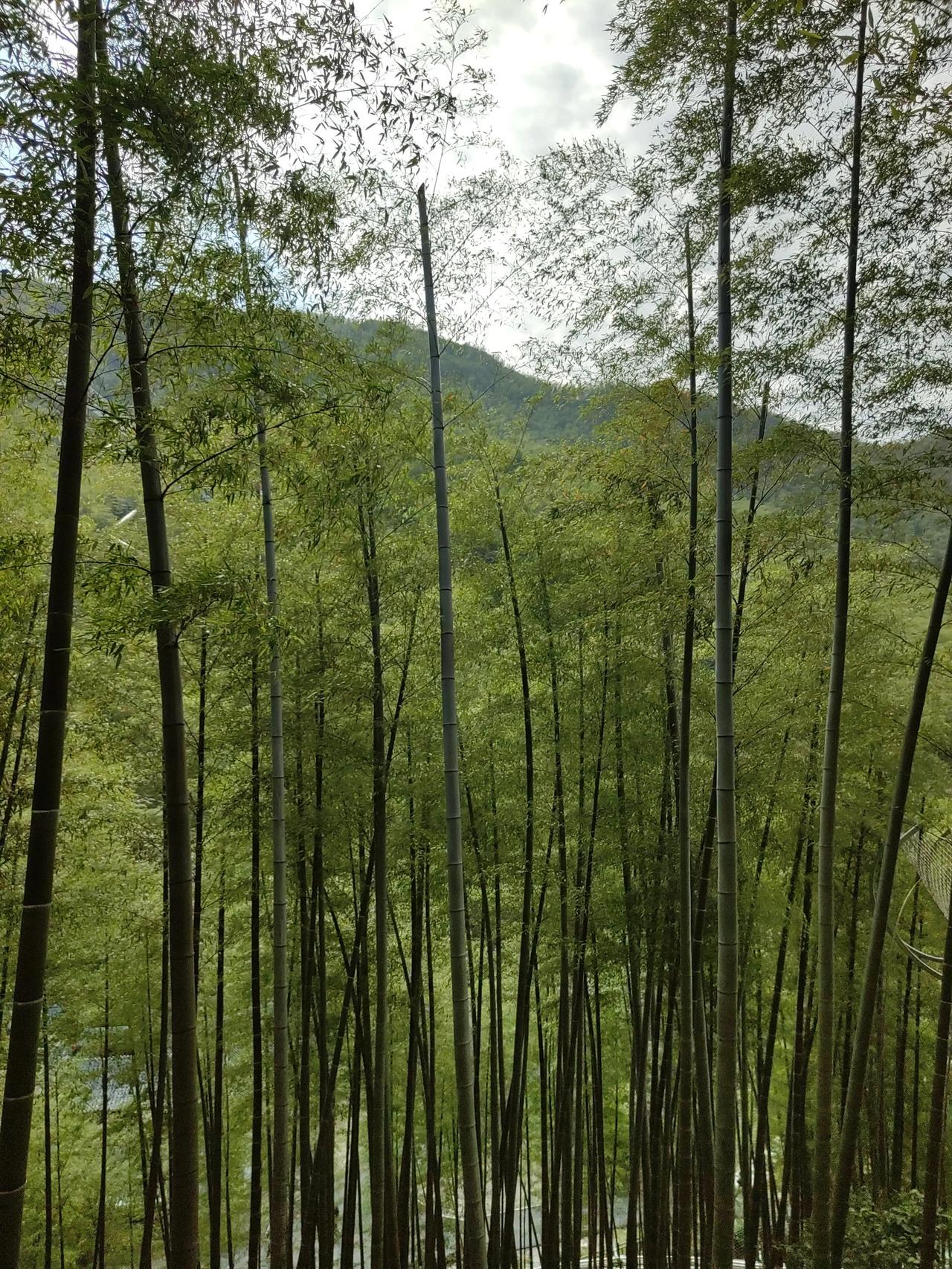 #风摇竹影添诗意，求下联#

风摇竹影添诗意
雨打芭蕉加乐声

风摇竹影添诗意
