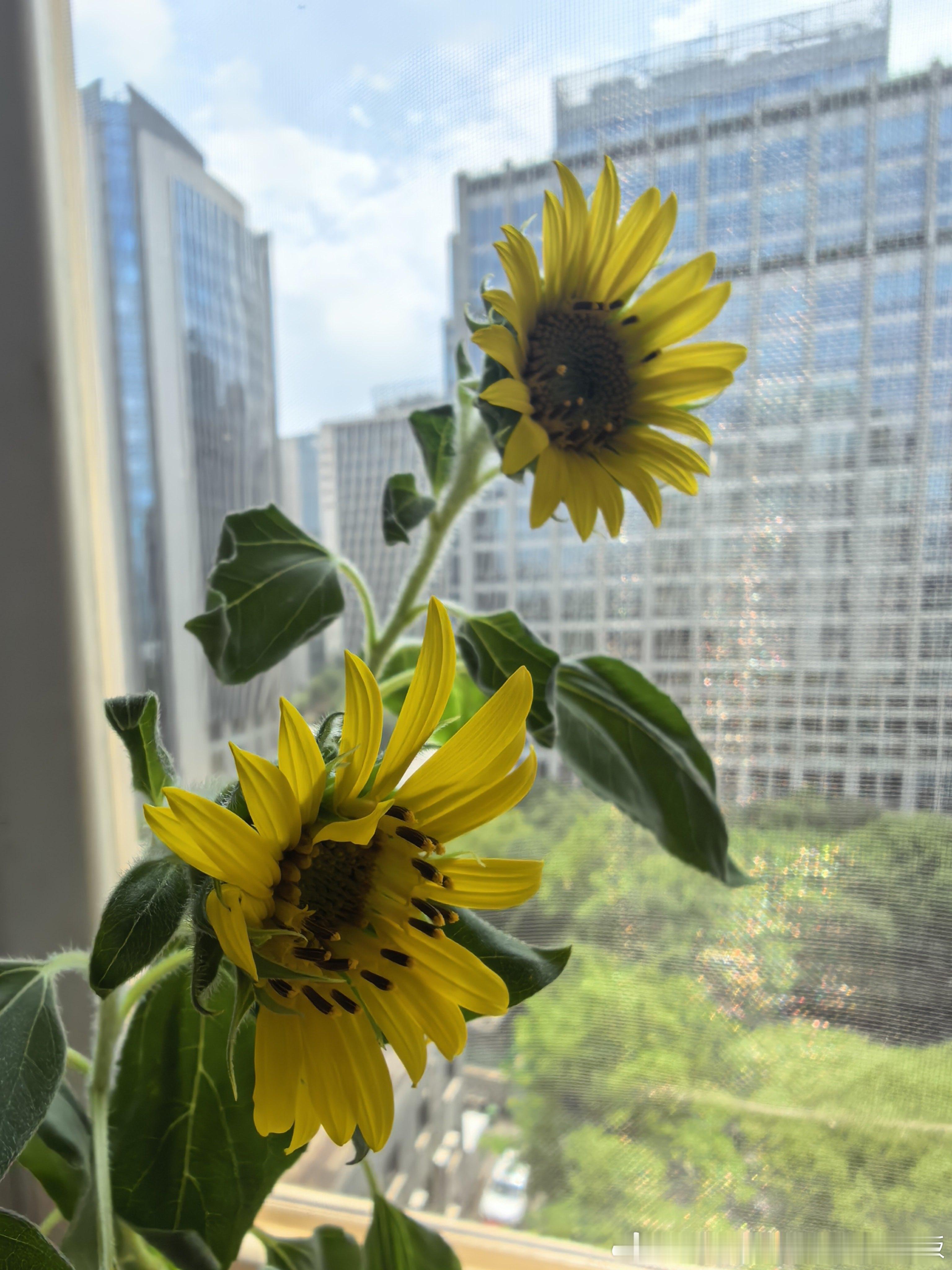 我们葵葵🌻开花儿啦～哈哈！